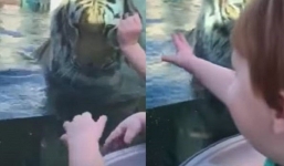 Hổ điên cuồng tấn công bé trai qua tấm kính chắn