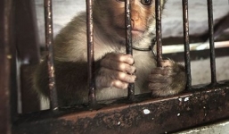 Nghiệt ngã cảnh giam cầm những động vật “sống chỉ để mua vui” ở Thái Lan