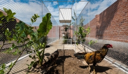 Chuồng gà của gia đình ở Long An lên báo Mỹ