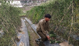 Xót xa hơn 1.300 gốc mướp đắng bị kẻ gian nhổ bật gốc trong đêm, người dân mất trắng