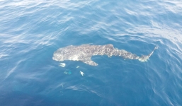 Ngư dân Phú Quốc bắt gặp cá voi xám cực quý hiếm trên biển