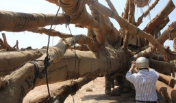 Chủ cây đa sộp 'siêu khủng' nhận lại cây sau khi nộp phạt 750.000 đồng