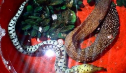 2 con cá 'quái vật' cực lạ trong quán nhậu: Chủ quán tuyên bố để nuôi, không giết thịt