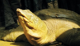 Phát hiện, vây lưới bắt Rùa Hồ Gươm khổng lồ ở Sơn Tây 