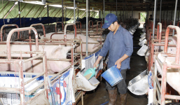 Chính phủ đề xuất quy định nghiêm cấm chăn nuôi trong nội thành, nội thị