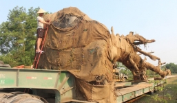 Tỉa cành, gọt bầu đất đưa 3 cây 'quái thú' rời Huế sau nửa tháng giam giữ