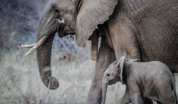 Facebook bị tố “tiếp tay” cho nạn buôn bán động vật hoang dã