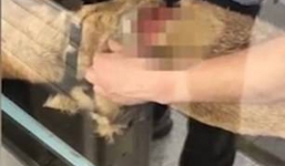 Trung Quốc: Dùng chó hoang để thực hành mổ xong, sinh viên Y đem vứt luôn ra vườn trường dù con vật còn thoi thóp sống