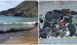 Mổ bụng xác cá nhà táng khổng lồ dạt vào bờ biển, phát hiện nguyên nhân cái chết đáng sợ