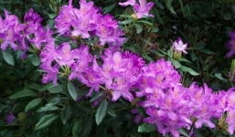 Rùng mình với thứ mật ong chết người, có thể khiến cả đoàn quân phát điên