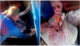 Thấy xác cá mập khá kỳ lạ, ngư dân liền mổ bụng và điều kỳ diệu sau đó