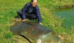 Nhà rùa học Hà Đình Đức: Chưa thể khẳng định rùa hồ Xuân Khanh là “hậu bối” của rùa Hồ Gươm