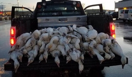 Nghi ngờ sét đánh gây ra 'cơn mưa ngỗng' trút xuống tiểu bang Mỹ