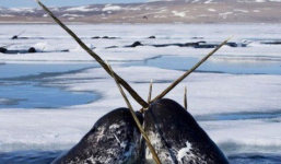 Tượng trưng cho sự thuần khiết, sừng kì lân được dùng để thử độc thức ăn và câu chuyện đáng buồn đằng sau đó