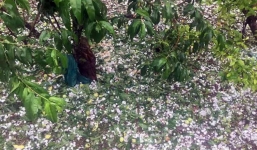 2 trận mưa đá liên tiếp làm mận rụng đầy gốc ở Sơn La