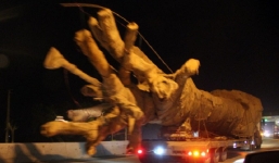 Vụ xe chở cây 'quái thú' lọt 19 tỉnh, thành: Chưa có căn cứ việc cảnh sát bảo kê