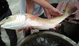 Ngư dân Quảng Bình bắt được cá lạ, nghi cá sủ vàng tiền tỷ