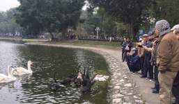 Thiên nga đen hồ Thiền Quang bị thương do trúng lưỡi câu trộm