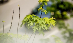 Ngắm hàng phong đỏ trổ lá xanh ngắt ở Hà Nội