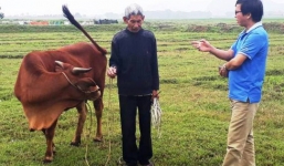 Hài hước chuyện trâu, bò ra đồng gặm cỏ phải đóng phí 100 nghìn đồng/con
