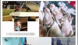 Vừa quen được 1 tháng, cô gái đã bị bạn trai bắt trộm cả 4 chú chó cưng Husky, nhắn tin đòi thì bị dọa tung clip nóng