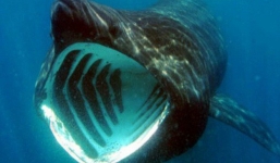 Hàng ngàn con cá mập đang có một hành vi rất lạ mà khoa học không thể lý giải