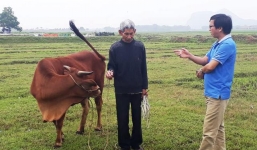 Chủ tịch TP.Thanh Hóa lên tiếng việc chăn thả trâu, bò ở Thanh Hóa phải nộp phí cỏ