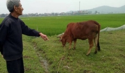 Vụ chăn thả trâu, bò phải đóng phí đồng cỏ: Chủ tịch nói đúng, Phó chủ tịch nói sai