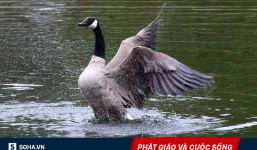 Cố cứu mạng con ngỗng, nhà sư được con vật trả ơn nhưng bi kịch đã xảy ra