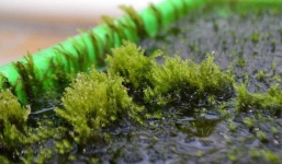 Tác phẩm của mẹ thiên nhiên: Loài rêu có thể lọc hết arsen trong nước đã được tìm thấy