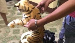 Xôn xao xe khách chở 2 bình rượu ngâm nguyên con hổ