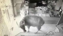 Trâu điên đại náo tiệm vàng, chủ nhà chạy toán loạn 