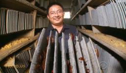 Trung Quốc: Bí mật trong trang trại nuôi 6 tỉ con gián