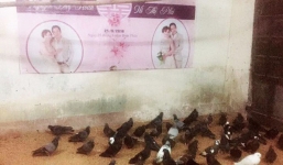 Bức ảnh chiếc bạt cưới hẩm hiu giăng chuồng bồ câu gây xôn xao MXH, câu chuyện phía sau đó thật bất ngờ