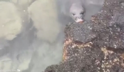 Hình ảnh gây sốc: Hải cẩu Thầy tu Hawaii suýt nuốt phải con dao sắc nhọn