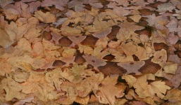 Đám lá rụng này ẩn chứa nguy hiểm có thể khiến bạn mất mạng, bạn nhìn ra không?