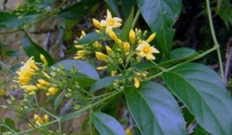 4 học sinh rủ nhau ăn lá ngón vì tò mò, 2 cháu tử vong