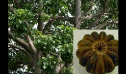 7 học sinh lớp 1 nhập viện vì ăn quả ngô đồng