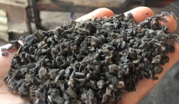 Phế phẩm cà phê nhuộm pin con Ó dùng để trộn vào hạt tiêu