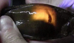 Đây là trứng cá mập: Nhìn giống nòng nọc mà có “lòng đào” giống trứng gà đến lạ