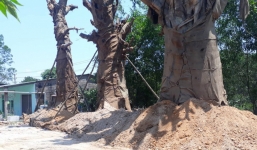 Chính quyền địa phương nói gì vụ 3 cây 'khủng' được trồng tạm ở Huế?