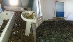 Ngửi thấy mùi hôi từ trong nhà, cô gái báo cảnh sát khám xét thì phát hiện cảnh tượng đầy kinh ngạc này