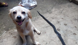 Cô chó dũng cảm cắn chết rắn hổ mang để cứu chủ, nở nụ cười trước khi hi sinh khiến ai cũng phải xúc động