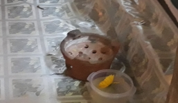 Hàng trăm người ùn ùn kéo đến thắp nhang, cúng bái cái lò dính chặt vào nền nhà bếp