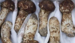 Quà tặng ở thượng đỉnh liên Triều: Lãnh đạo Triều Tiên từng tặng TT Hàn Quốc nấm quý trị giá gần 3 triệu USD