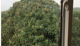 Chàng trai nhặt cây xoài từ bãi rác, thành quả 10 năm sau khiến dân mạng ai nhìn cũng xuýt xoa