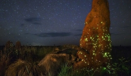 Đây là tấm hình suýt đạt giải nhất cuộc thi ảnh thiên nhiên, nếu như không bị lộ ra điều này