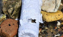 Chai nước cứu cả thế giới: tan trong nước biển sau 3 tuần, cá ăn vào cũng chẳng làm sao