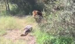 Bị sư tử tấn công, kéo vào trong chuồng, chủ một công viên hoang dã may mắn sống sót đầy kỳ tích