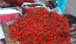 Bầu Đức thu được mỗi tháng hơn 30 tỷ đồng từ trồng ớt